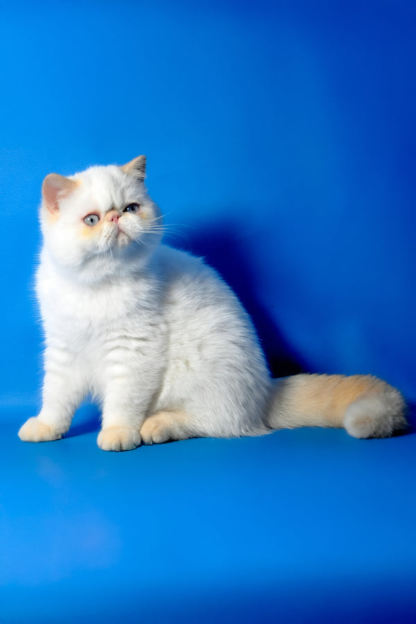 Dimon | Exotic Shorthair Kitten