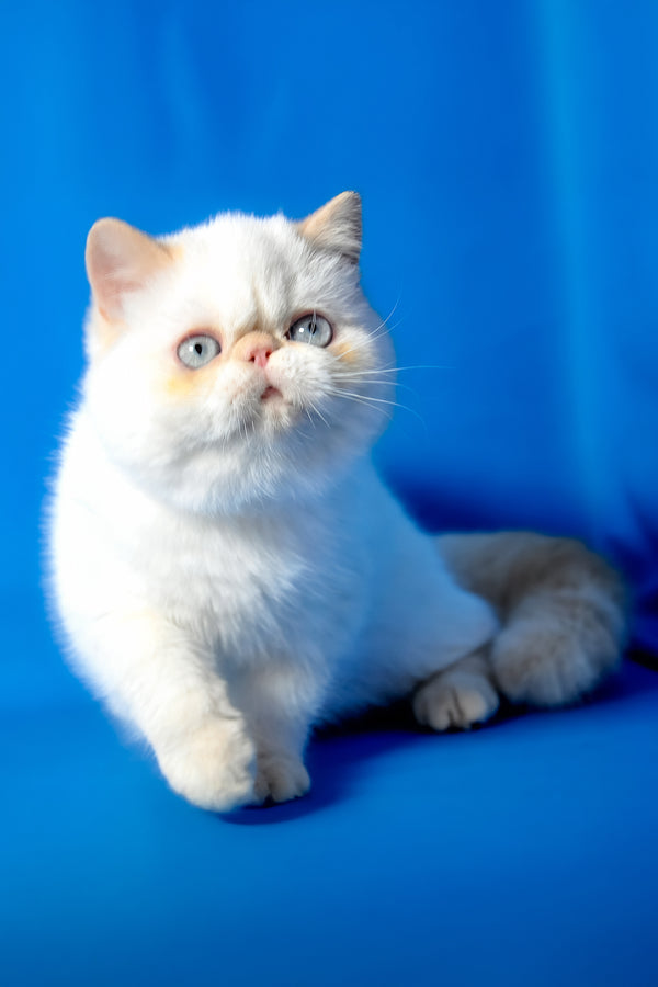 Dimon | Exotic Shorthair Kitten