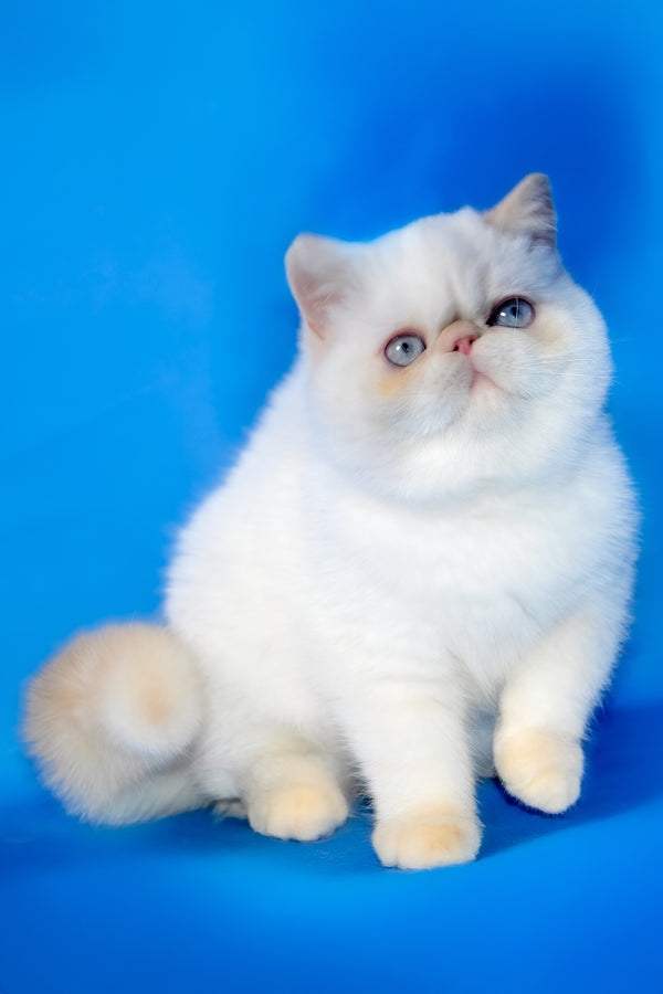 Dimon | Exotic Shorthair Kitten