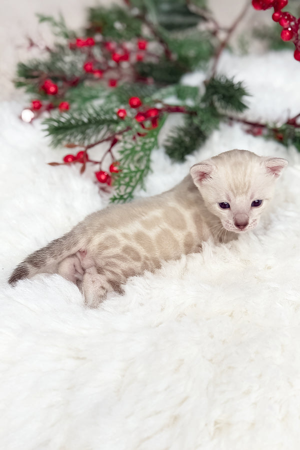 Dior | Bengal Kitten