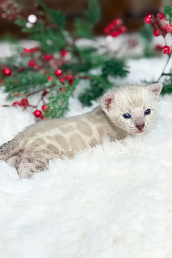 Dior | Bengal Kitten