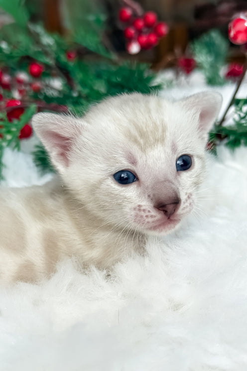 Dior | Bengal Kitten