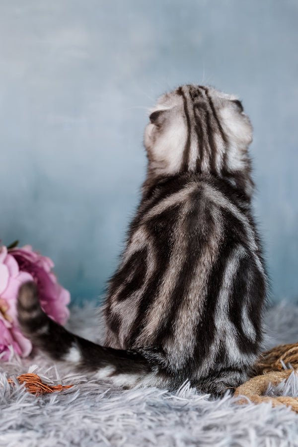 Daniel | Scottish Fold Kitten