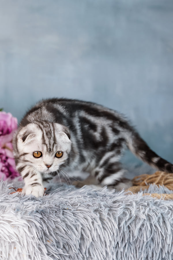 Daniel | Scottish Fold Kitten