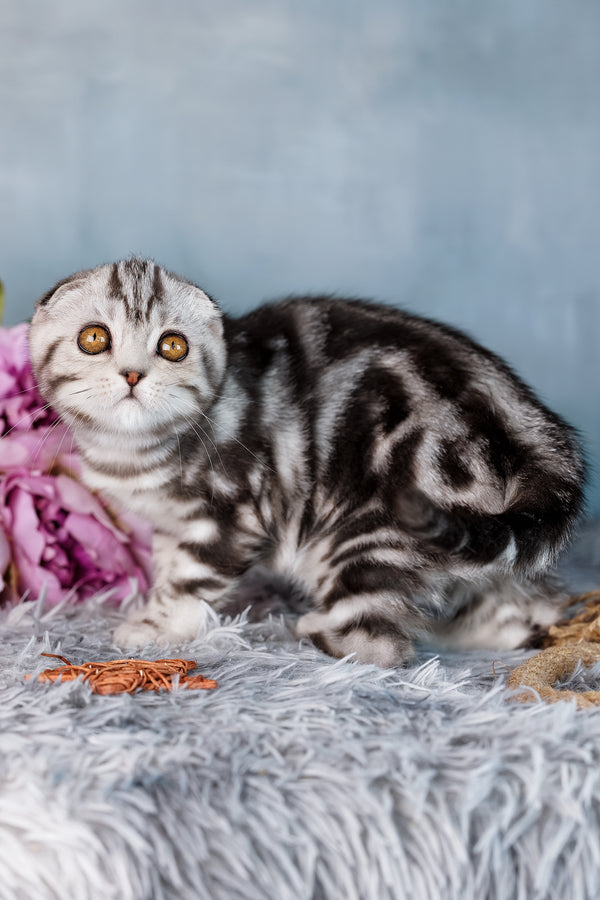 Daniel | Scottish Fold Kitten