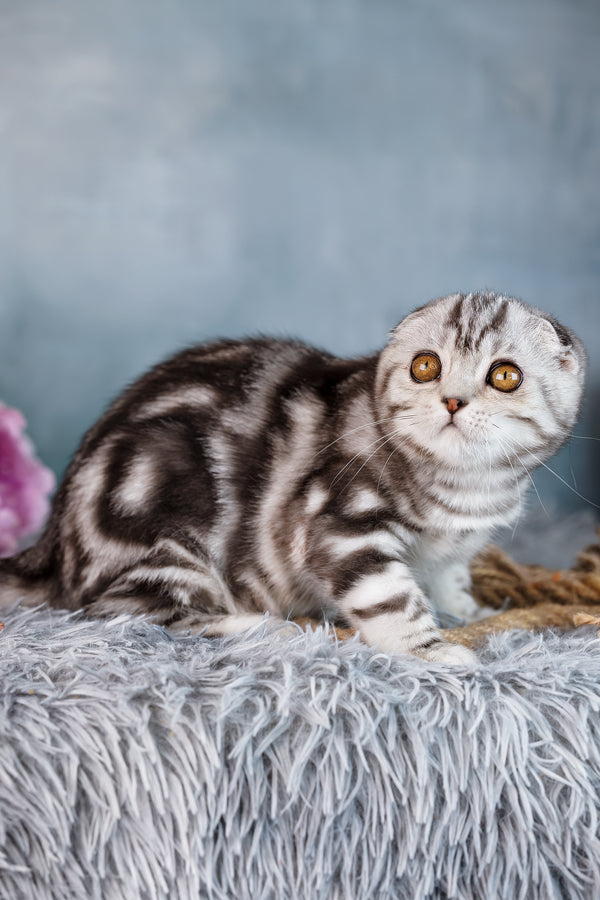 Daniel | Scottish Fold Kitten