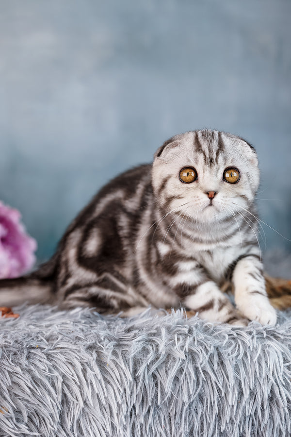 Daniel | Scottish Fold Kitten