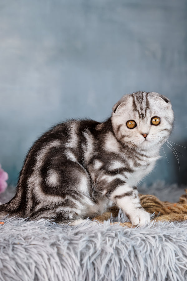 Daniel | Scottish Fold Kitten