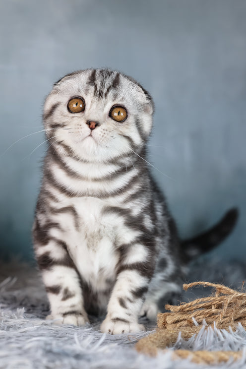 Daniel | Scottish Fold Kitten