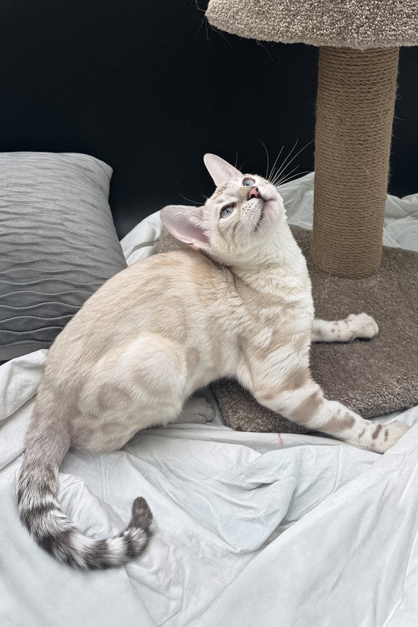 Dior | Bengal Kitten