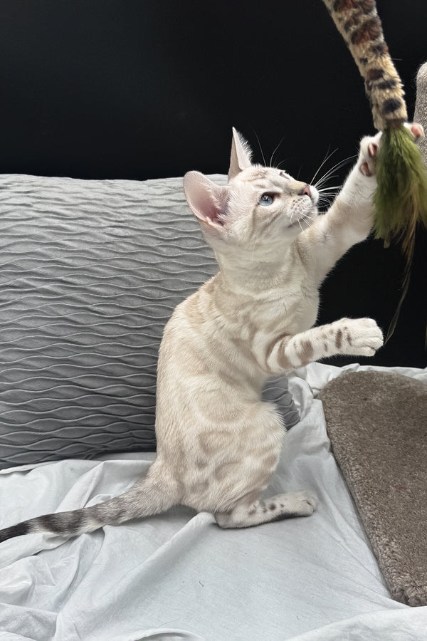 Dior | Bengal Kitten