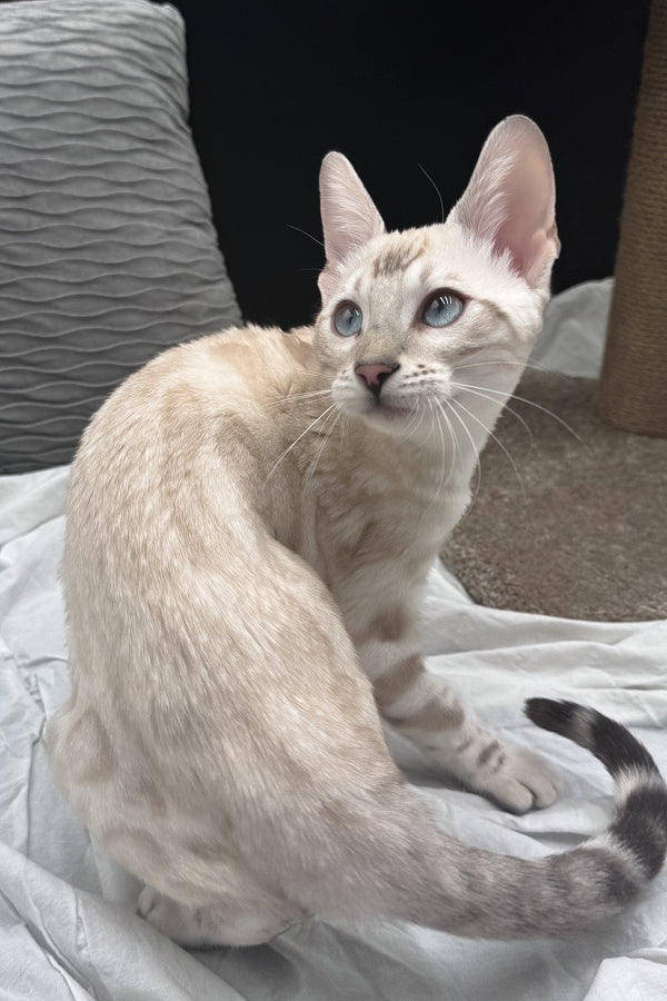 Dior | Bengal Kitten