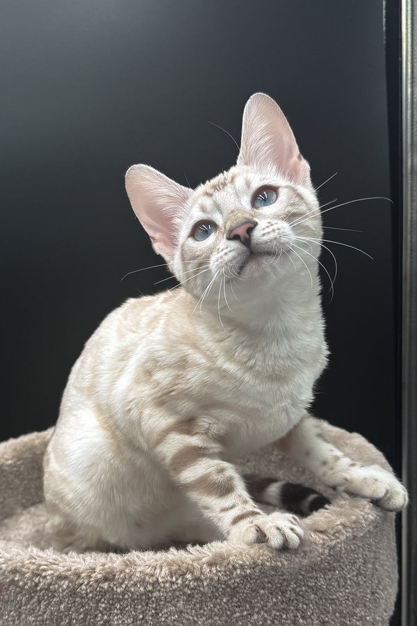 Dior | Bengal Kitten
