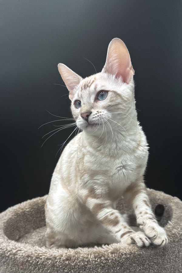 Dior | Bengal Kitten