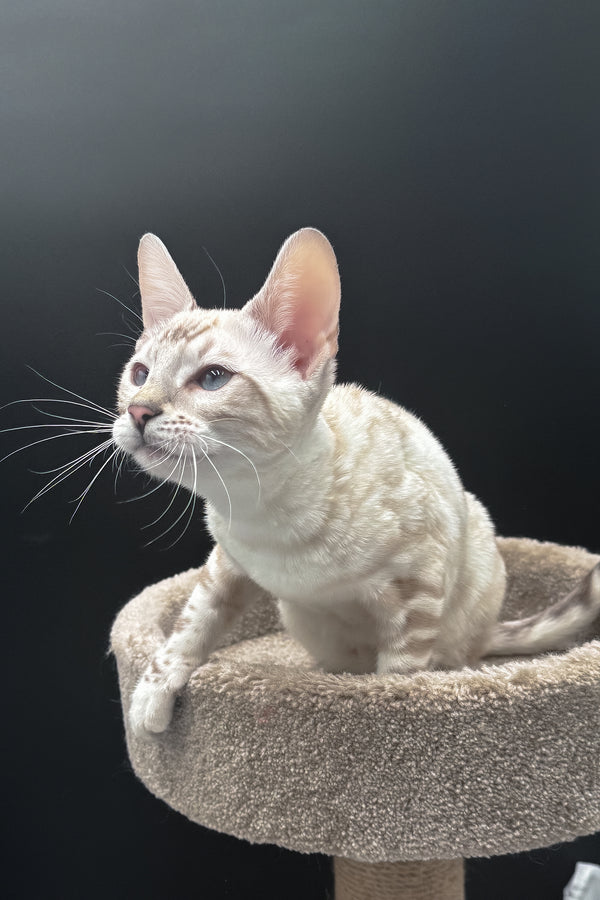 Dior | Bengal Kitten