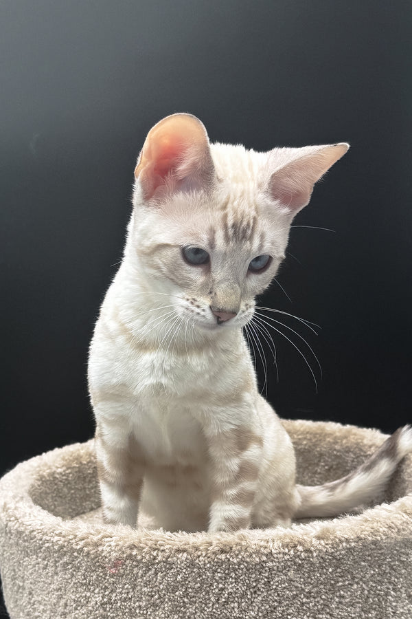 Dior | Bengal Kitten