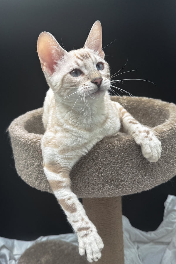 Dior | Bengal Kitten