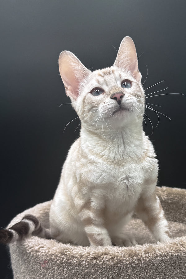 Dior | Bengal Kitten