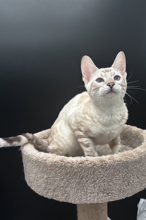 Dior | Bengal Kitten