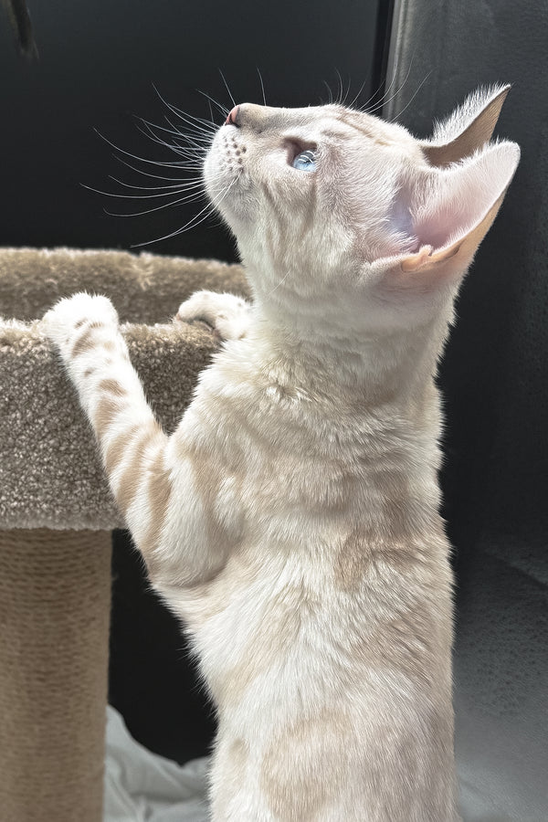 Dior | Bengal Kitten