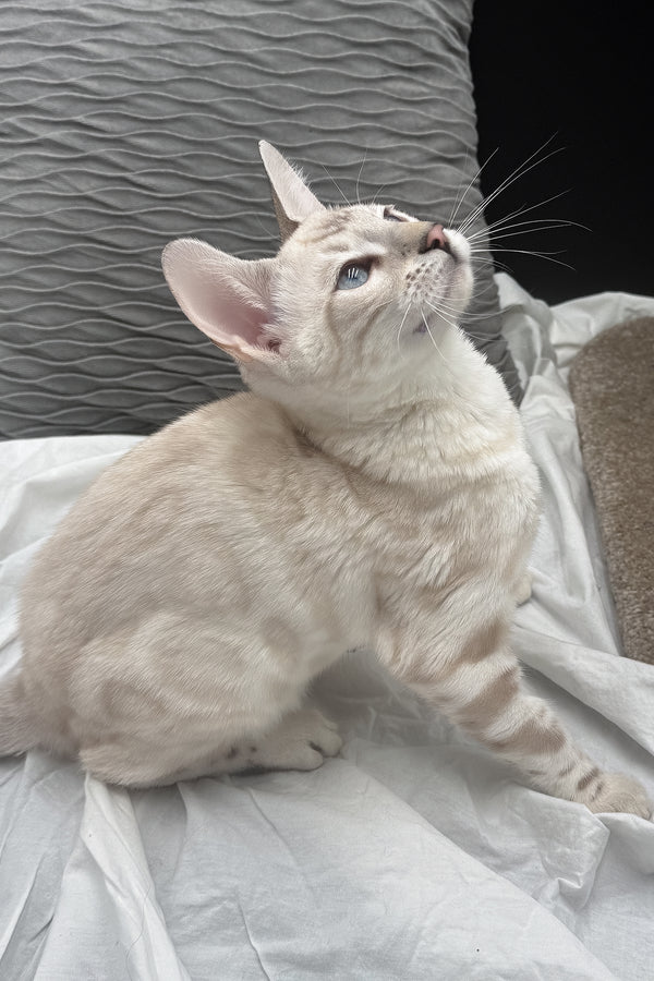 Dior | Bengal Kitten