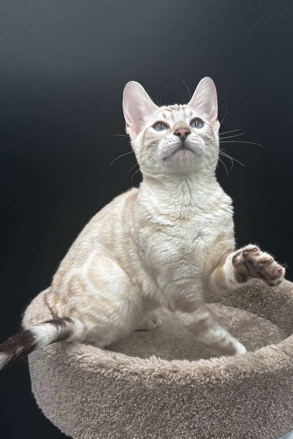 Dior | Bengal Kitten