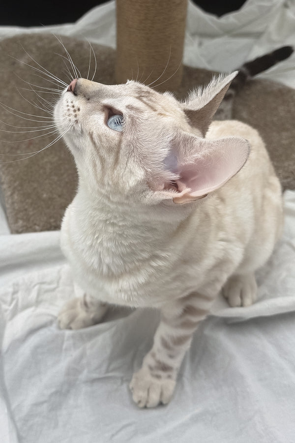 Dior | Bengal Kitten