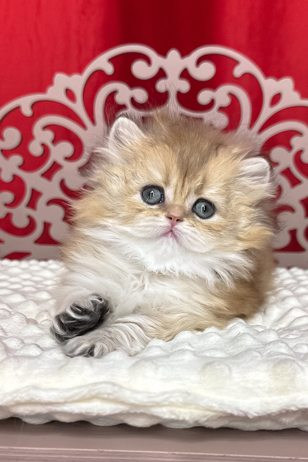 Diva | British Longhair Kitten