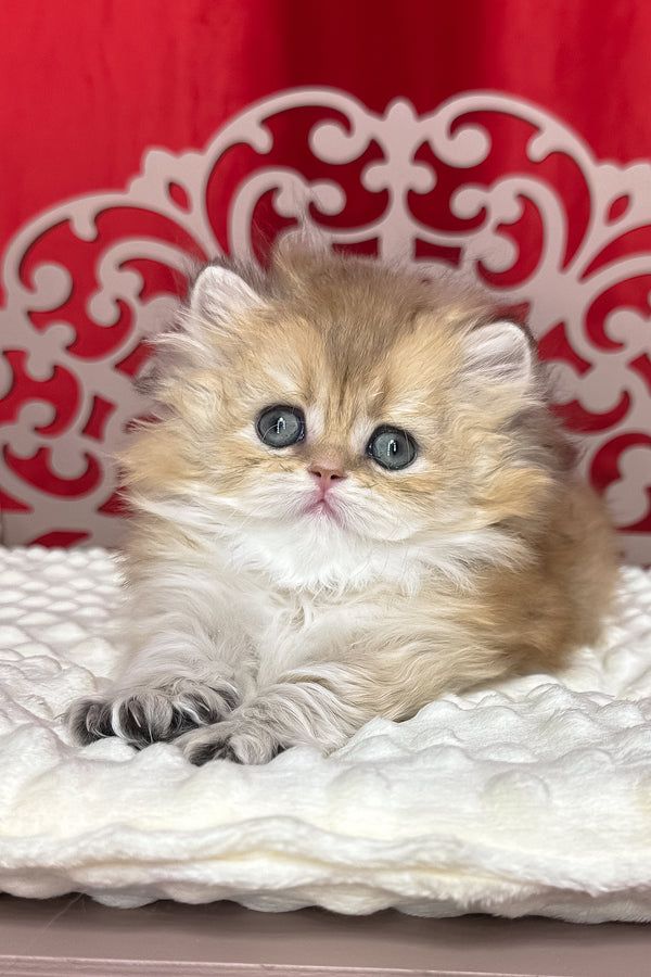Diva | British Longhair Kitten