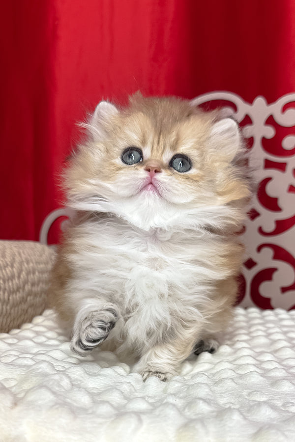 Diva | British Longhair Kitten