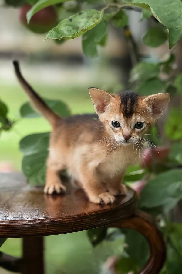 Diva | Abyssinian Kitten