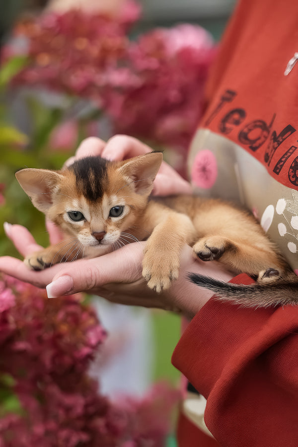 Diva | Abyssinian Kitten