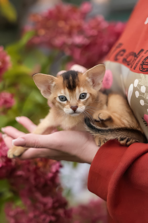 Diva | Abyssinian Kitten
