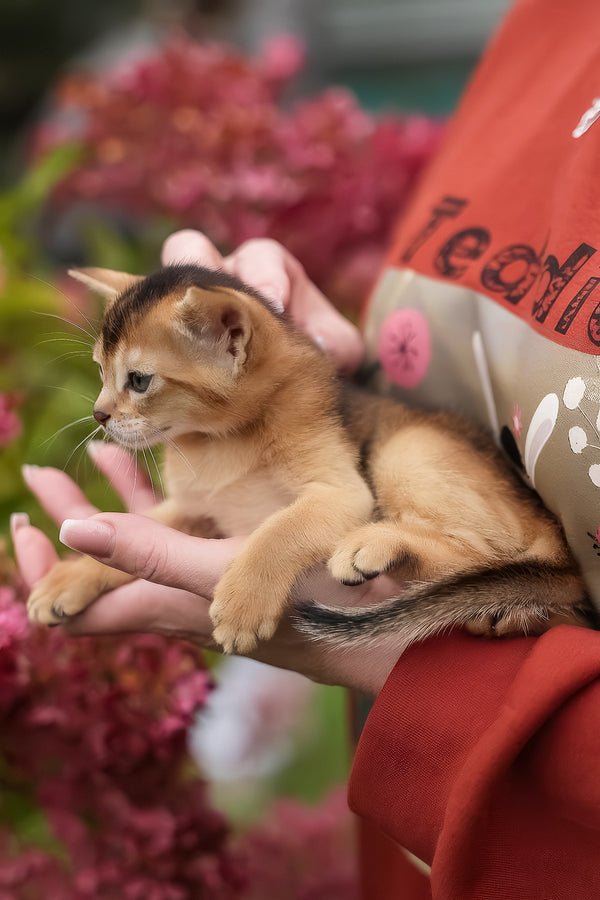 Diva | Abyssinian Kitten