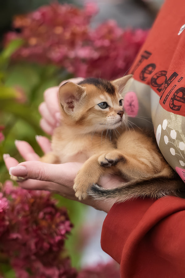 Diva | Abyssinian Kitten