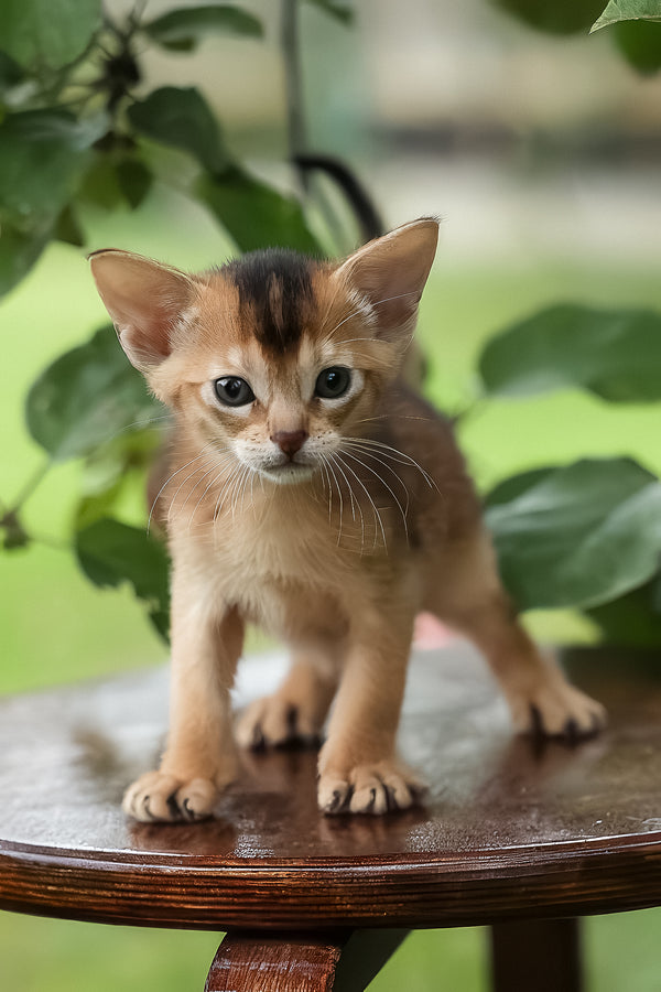 Diva | Abyssinian Kitten