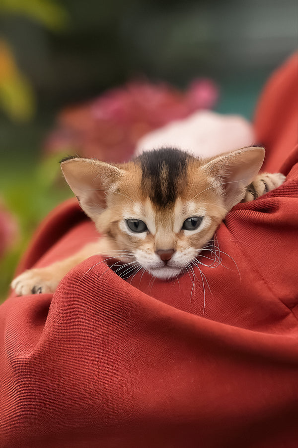 Diva | Abyssinian Kitten