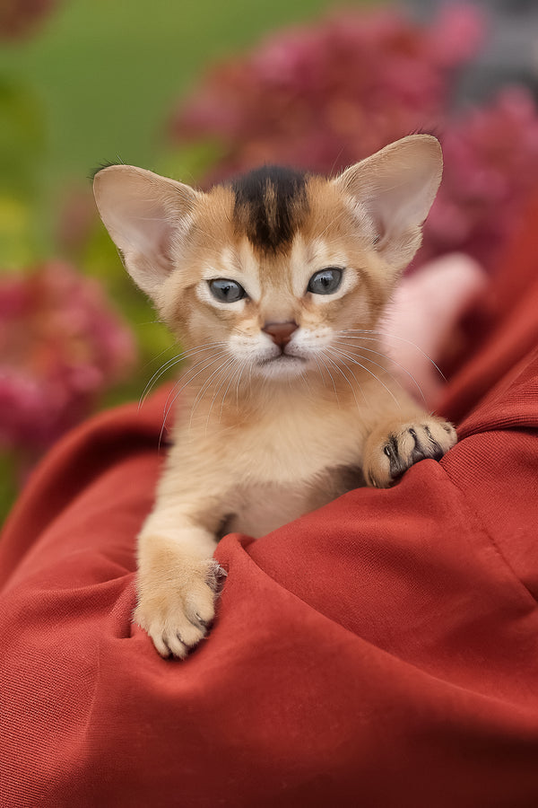 Diva | Abyssinian Kitten