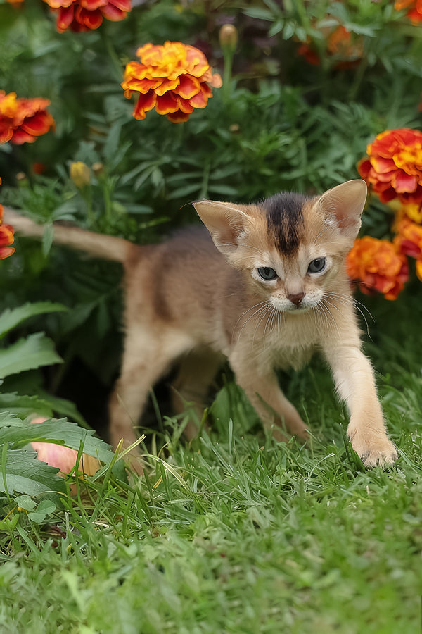 Diva | Abyssinian Kitten