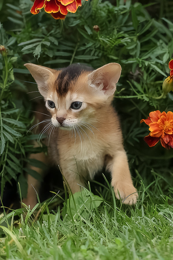 Diva | Abyssinian Kitten