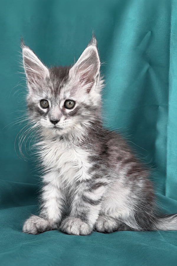 Dofrina | Maine Coon Kitten