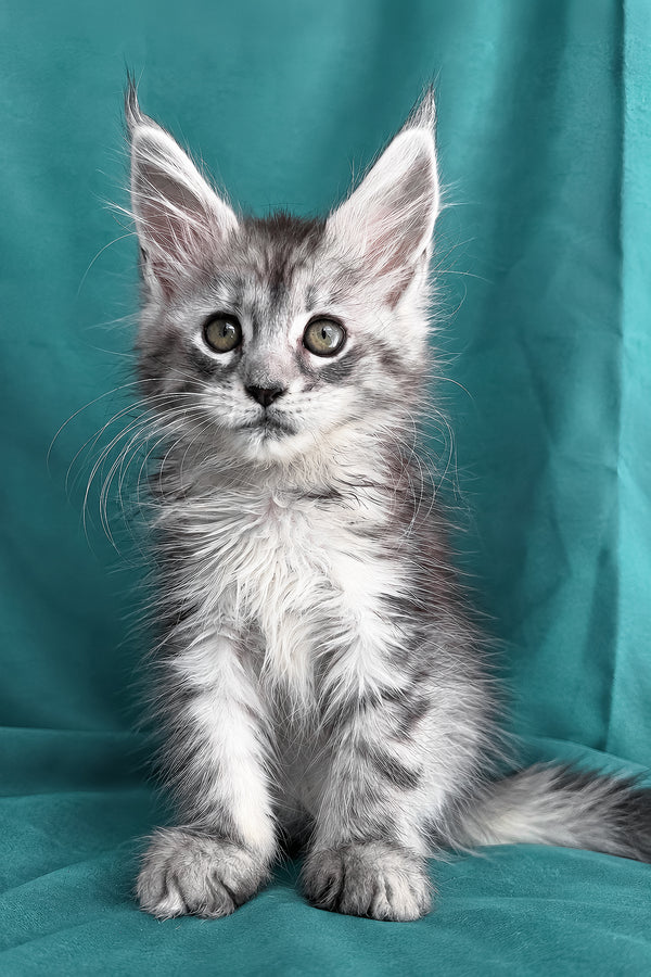 Dofrina | Maine Coon Kitten