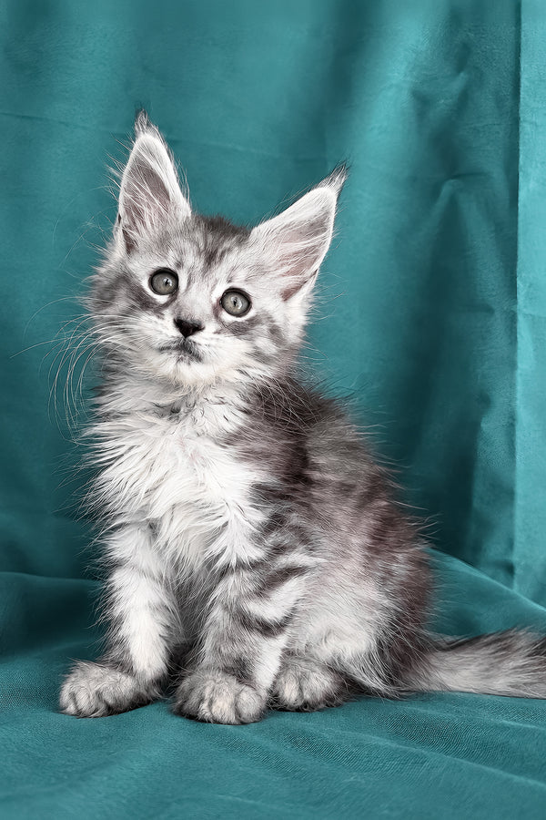 Dofrina | Maine Coon Kitten