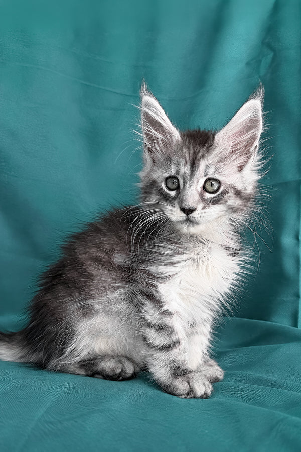 Dofrina | Maine Coon Kitten