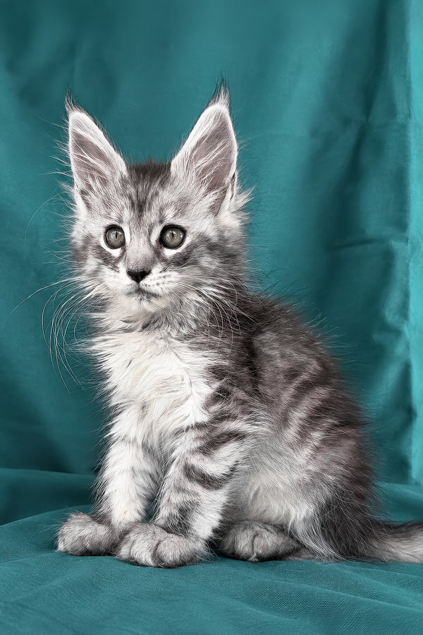Dofrina | Maine Coon Kitten