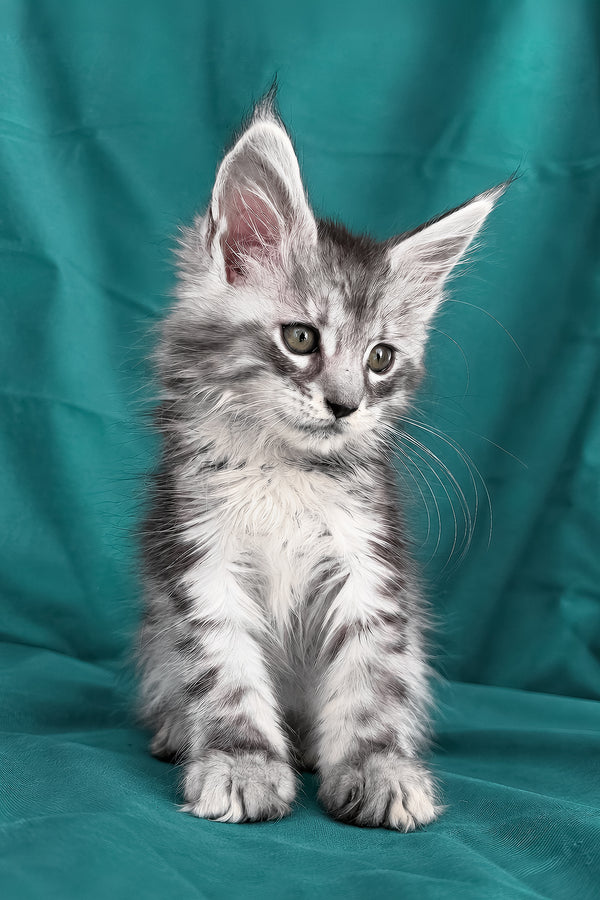 Dofrina | Maine Coon Kitten