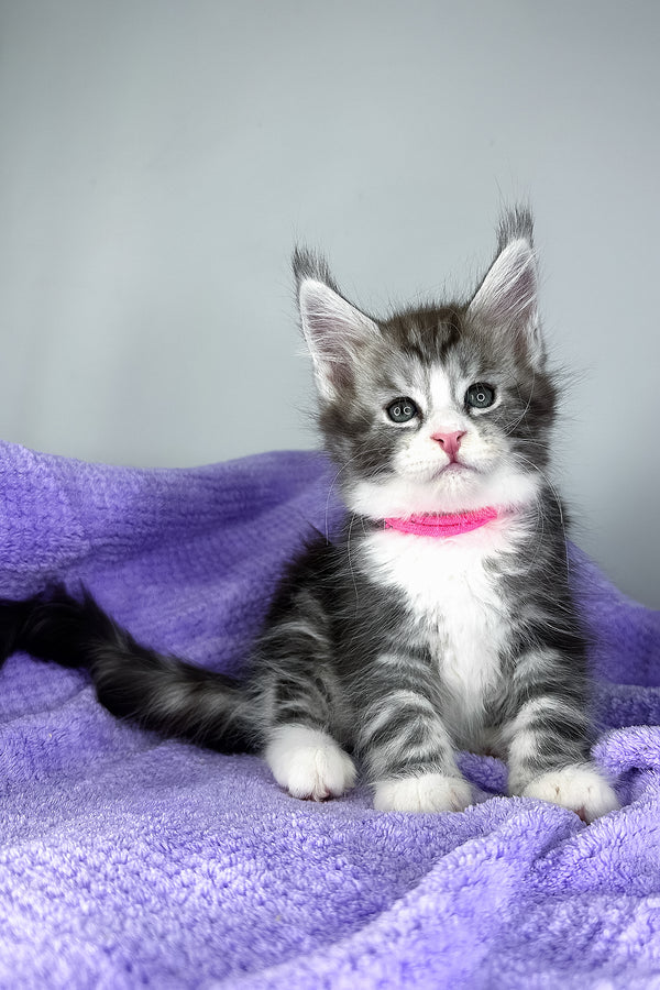 Dolly | Maine Coon Kitten