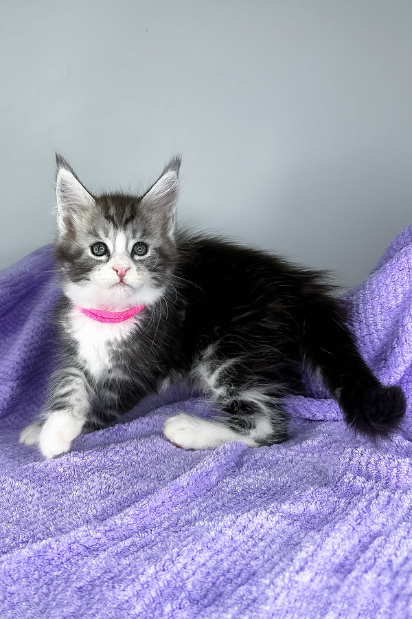 Dolly | Maine Coon Kitten