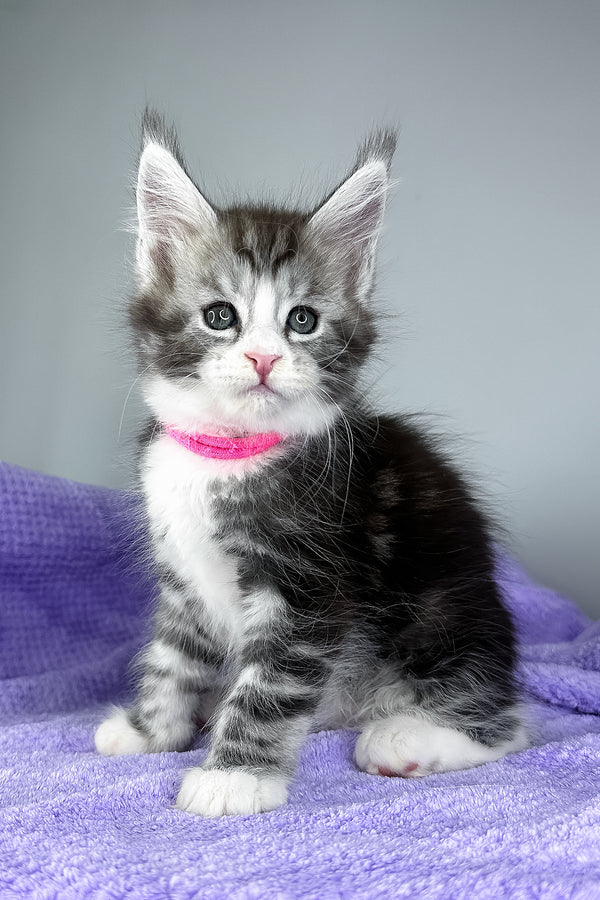 Dolly | Maine Coon Kitten