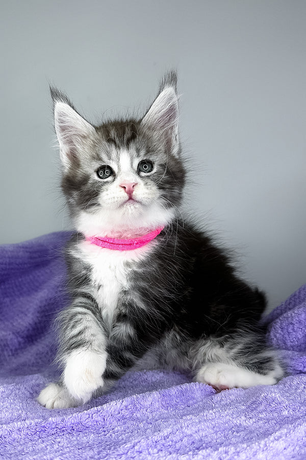 Dolly | Maine Coon Kitten